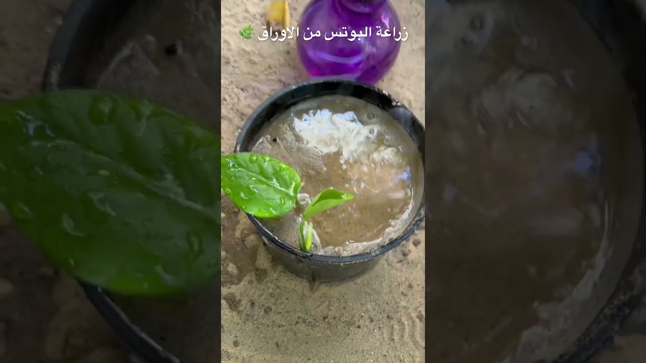 ازرع ألف نبتة من ورقة وحدة فقط من نبات البوتس 🍃شاهد الطريقة بكل بساطة #agriculture