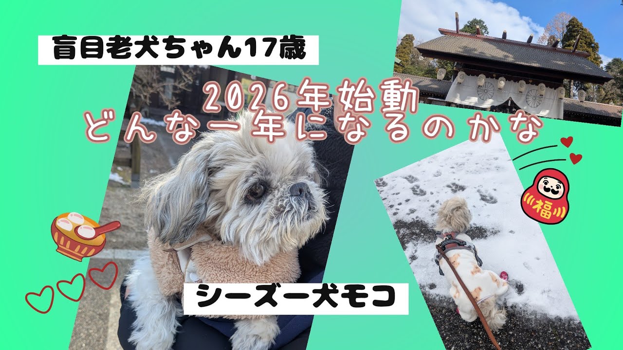 【シーズー犬モコ】盲目老犬ちゃん17歳　2026年始動どんな一年になるのかな
