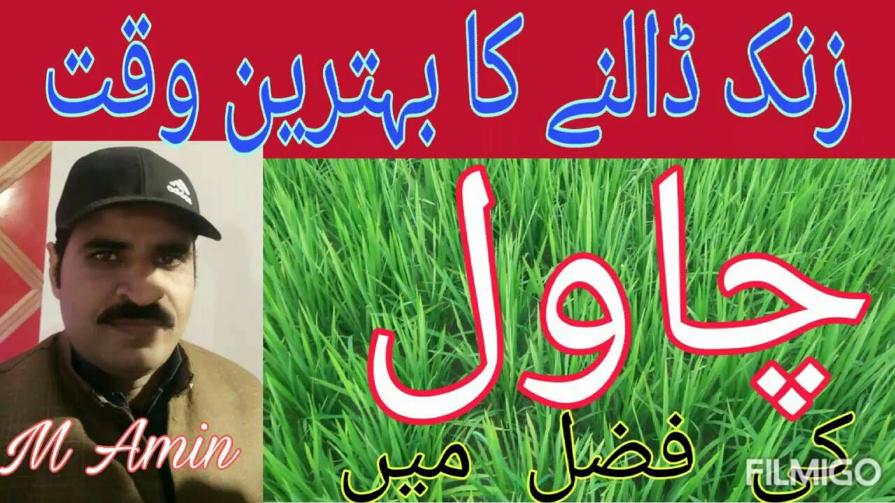 Best time of zinc application in rice crop .Benefit of zinc application in rice crop