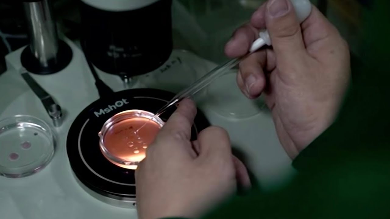 China's Ministry of Science and Technology: Gene-editing is forbidden
