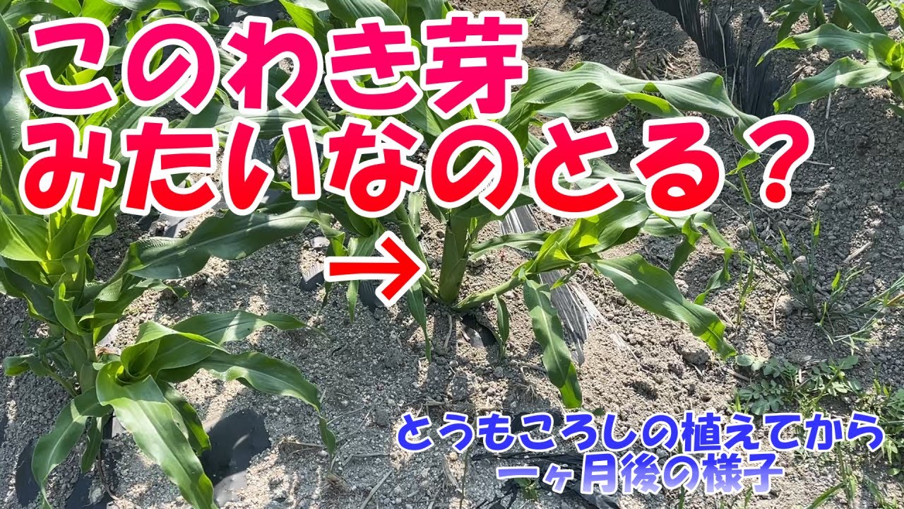 とうもろこしの植えてから一ヶ月後の様子といつも聞かれるわげつはどうするのか？ひとつき後の管理。