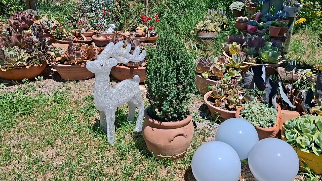 Plantas lindas decoração de Natal e mais 