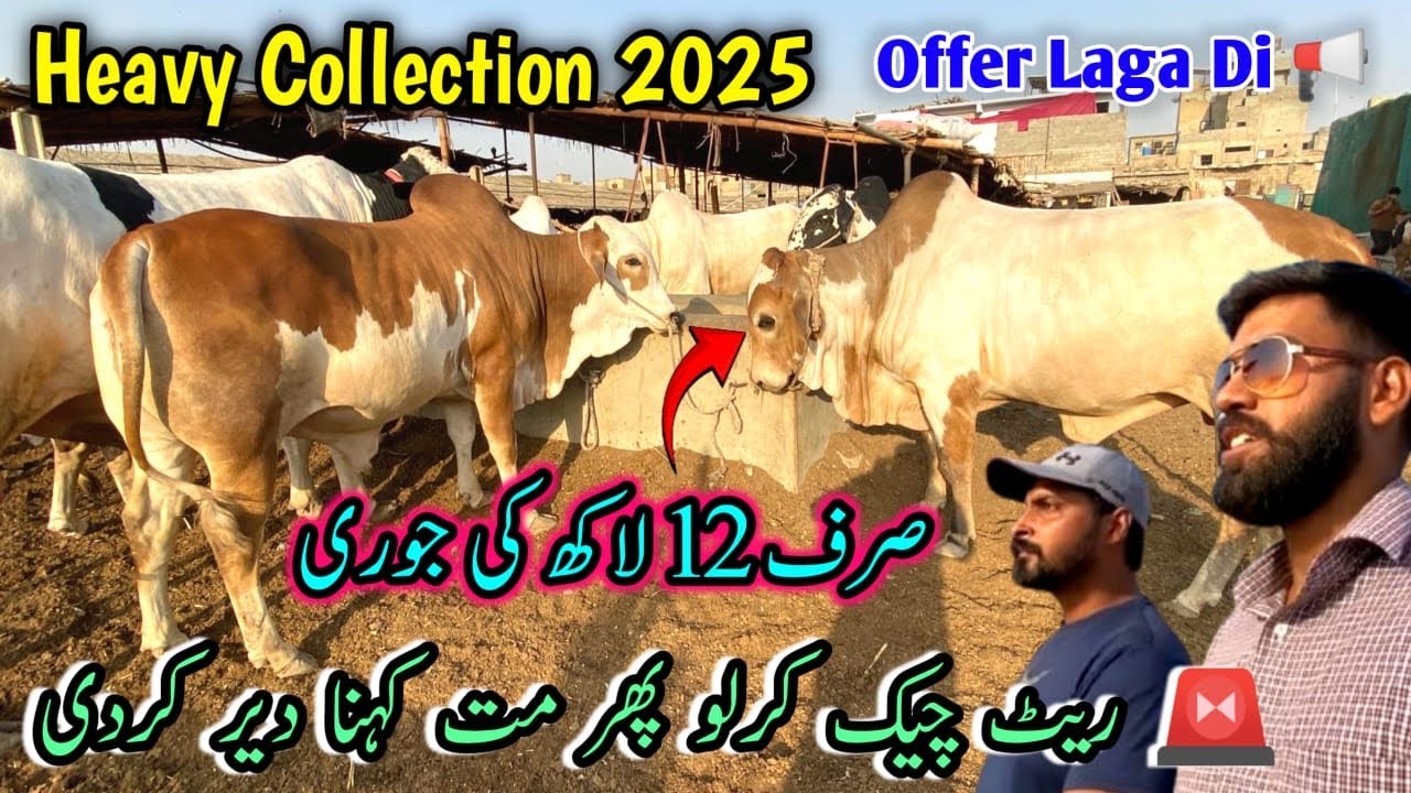 Heavy Collection Bull 2025 🔥 Wo Bhe Munasib Qeemat 😲| Cattle Market Karachi | Cow Mandi 2025 | Ycpk