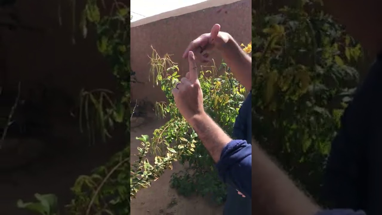لقاء مع صاحب مشاتل الجابر ابوحصه المعروف
