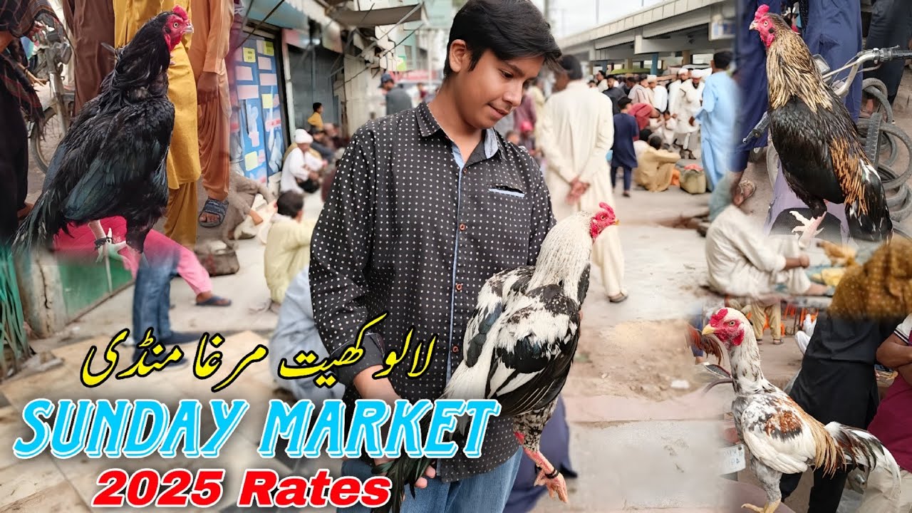 Lalukhet Murga Mandi | Sunday Market | 2025 Rates |