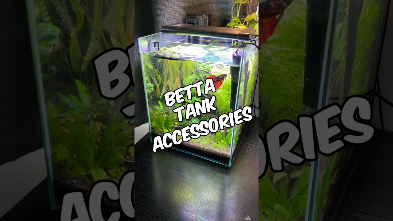 Jungle Betta Tank Accessories For A Thriving Tank! (Light, Filter, Heater)