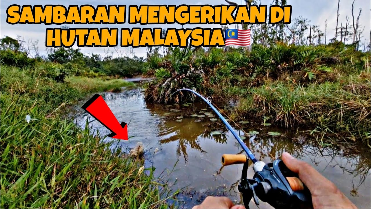 CASTING HARUAN || SAMBARAN MENGERIKAN DI HUTAN MALAYSIA 🇲🇾