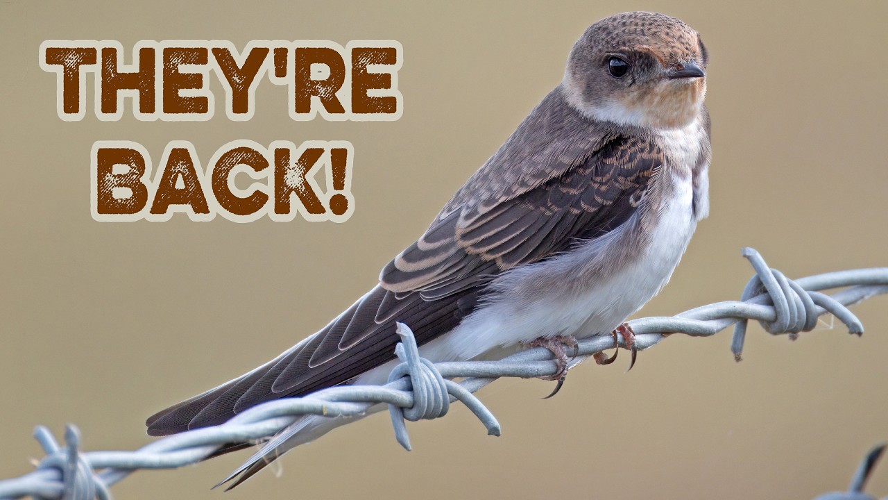 Sand Martins Are Back Already! Fun Facts About the UK’s Earliest Migrating Swallow. Bird News.