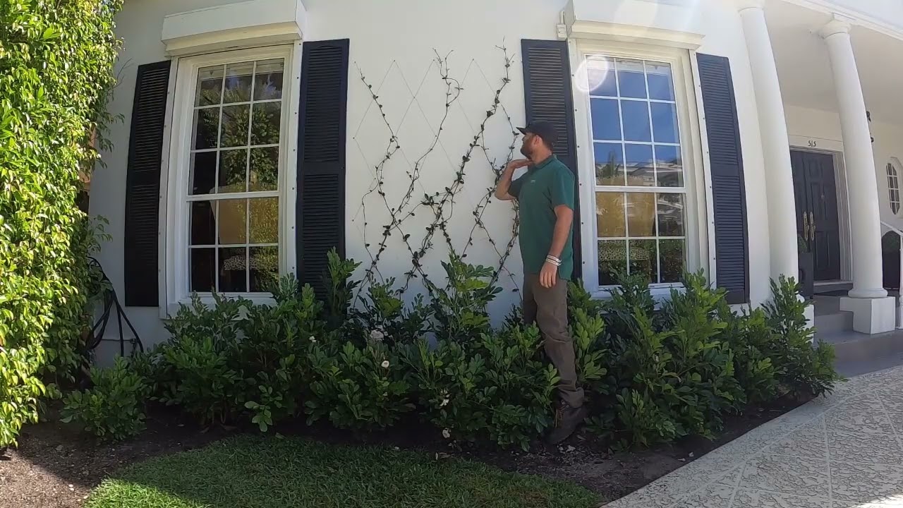 DIAMOND Confederate Jasmine Vine: Growth update