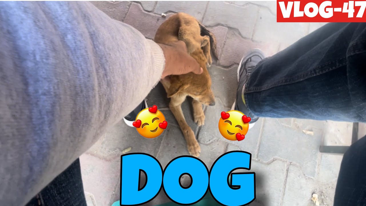 DOG || 🥰🥰 || (VLOG-47) || MIXNK || 