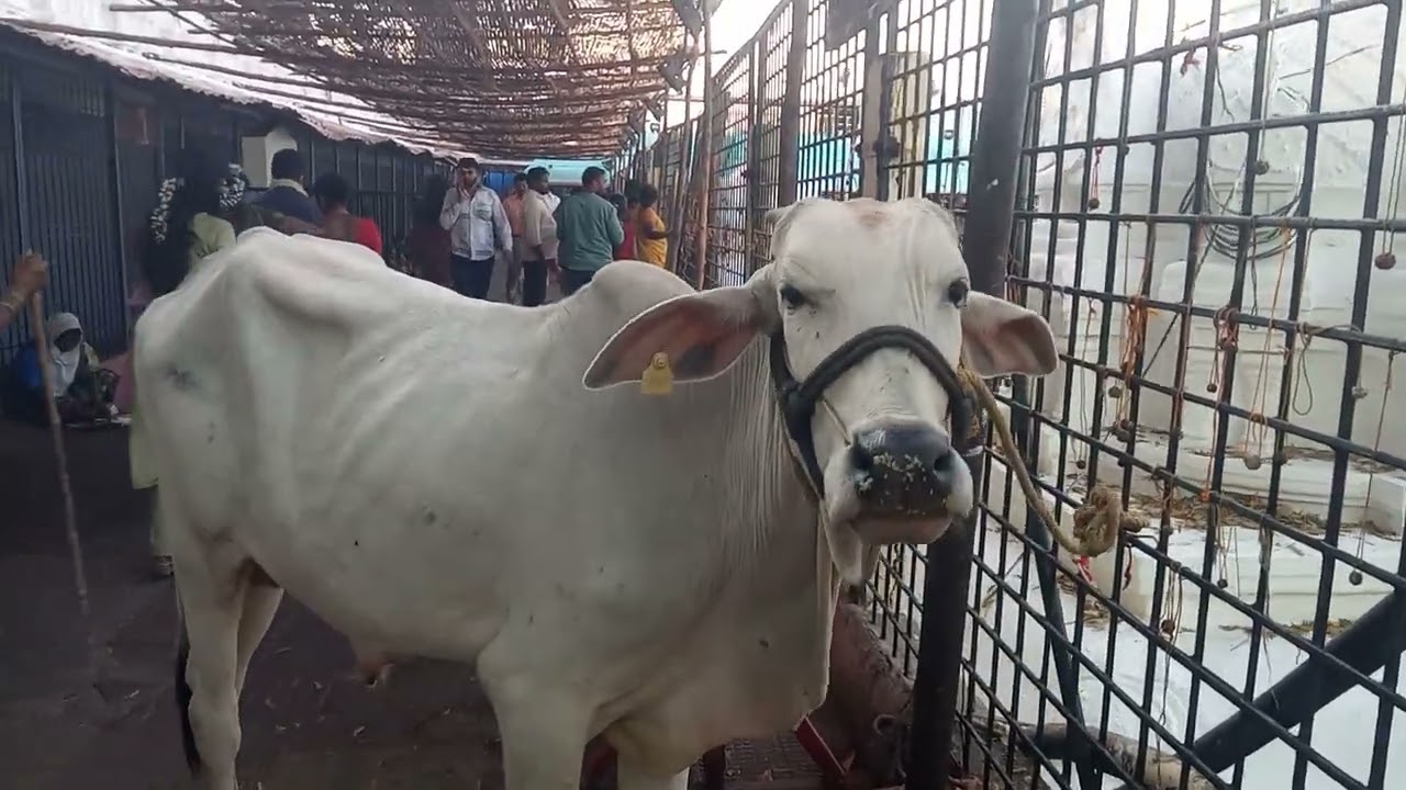 AAA శ్రీ రాజరాజేశ్వర స్వామి వేములవాడ జాతర  చూడండి 16 February 2025