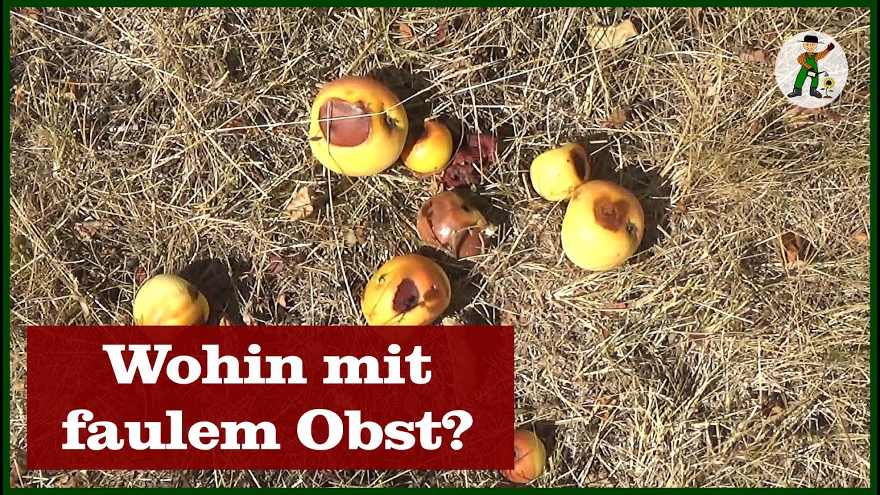 Faules Obst, wohin damit?