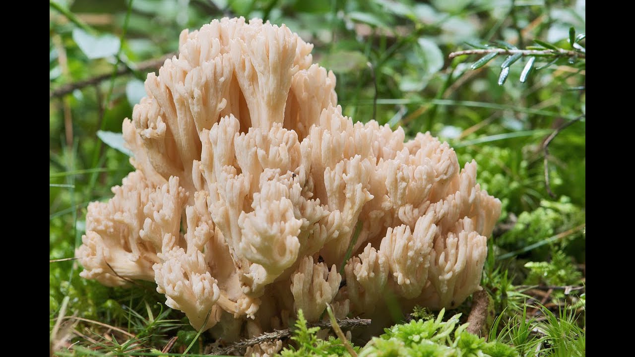 Ramaria formosa