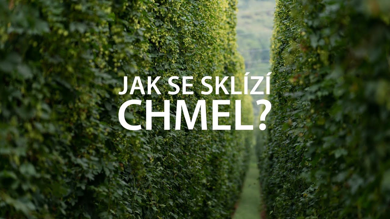 Jsme AGROFERT: Jak se sklízí chmel?