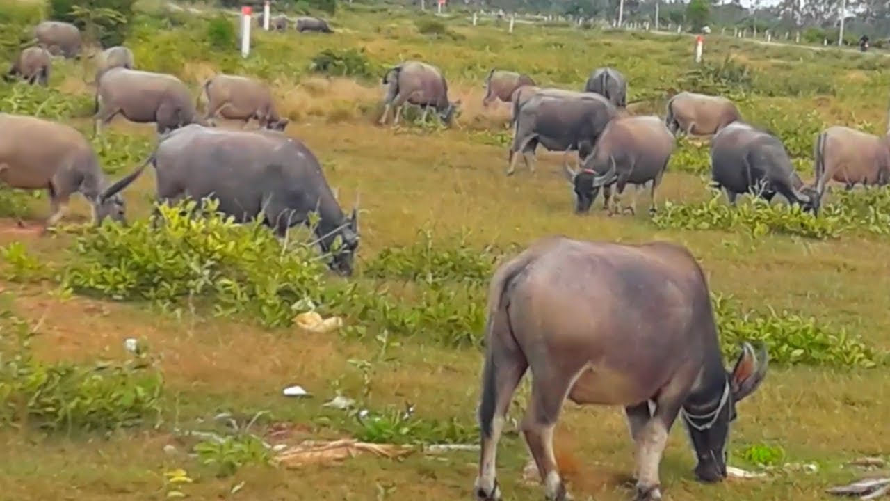 The Eastern   of  Water Buffaloes in Svay Thom Village, Amazing Herd Buffaloes
