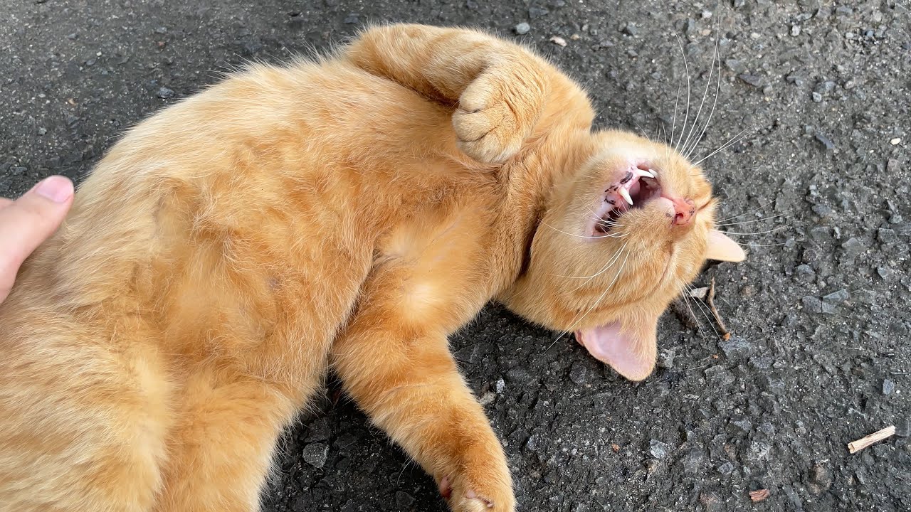 ナデナデされて悶絶しちゃう茶トラ猫さん
