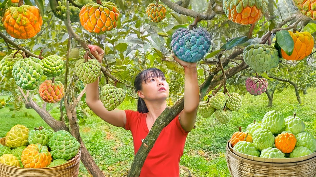 TIMELAPSE -- 289 Days Harvesting 999Kg Unique Tropical Custard Apples, Banana,... Go to Market Sell