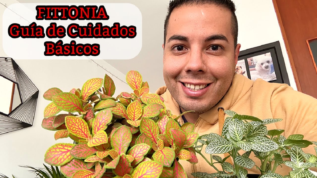CÓMO CUIDAR la FITTONIA - Guía COMPLETA DE LA PLANTA ABRECAMINOS #fittonia
