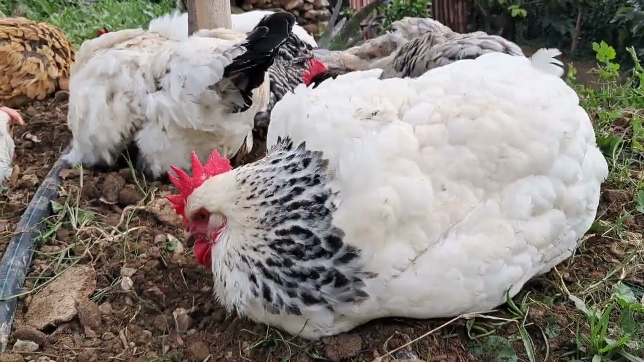 Peaceful Farm Life in Spain | Chickens Dust Bathing & Ducks After the Rain (No Music)