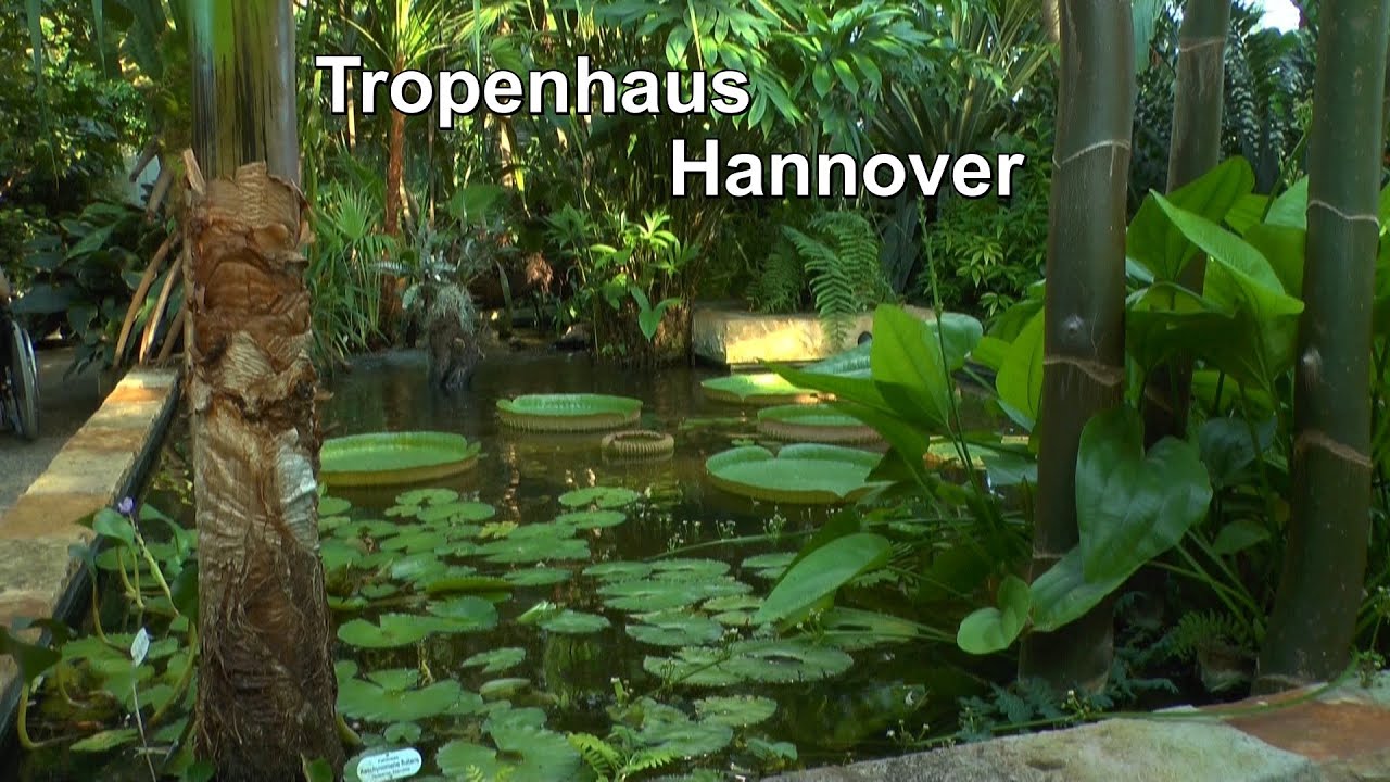 Wir besuchen ein Gewächshaus in Hannover tropisches Gewächshaus und Orchideen Gewächshaus