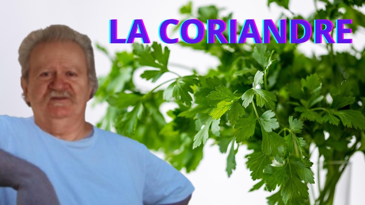 🌿 CORIANDRE : Pourquoi certains l'ADORENT et d'autres la D&Eacute;TESTENT ? (Le secret r&eacute;v&eacute;l&eacute; !)