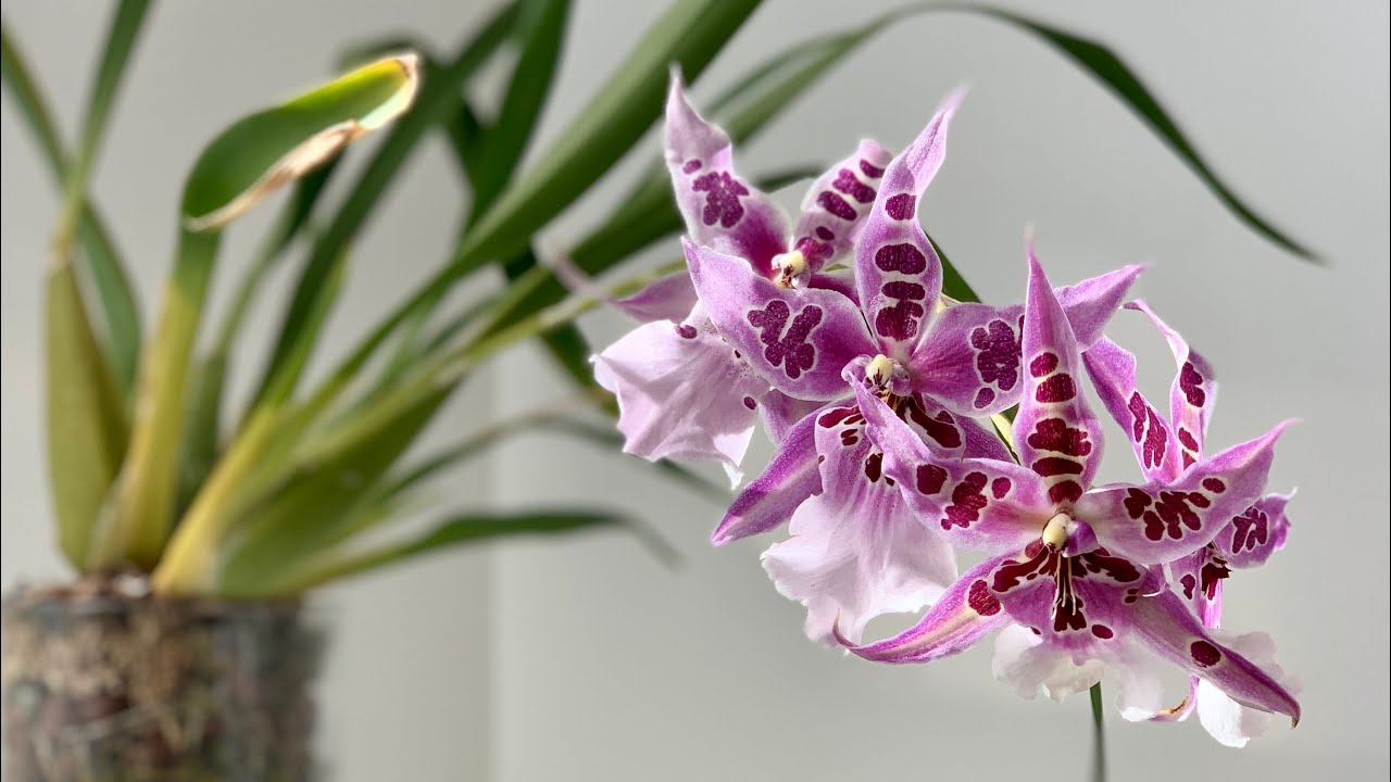 Bloom Profile No.60 | Beallara Peggy Ruth Carpenter