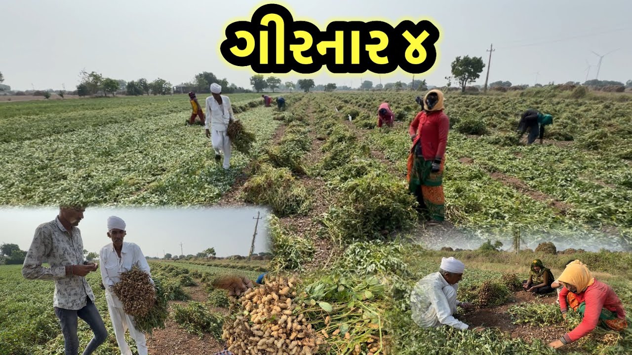 છેલા વાઢ ગિરનાર ૪ ના || village life 