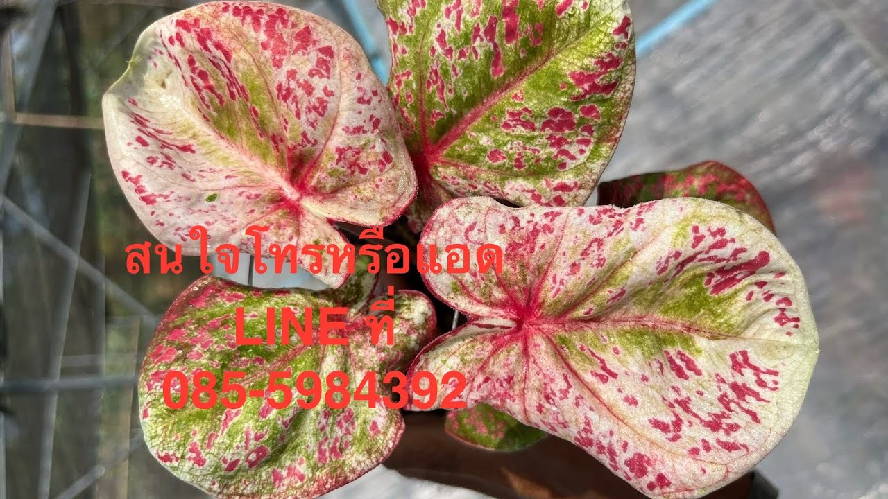 9-2-26แบ่งปันบอนสีสวยๆครับ สนใจโทรหรือแอด LINE ที่ 085-5984392