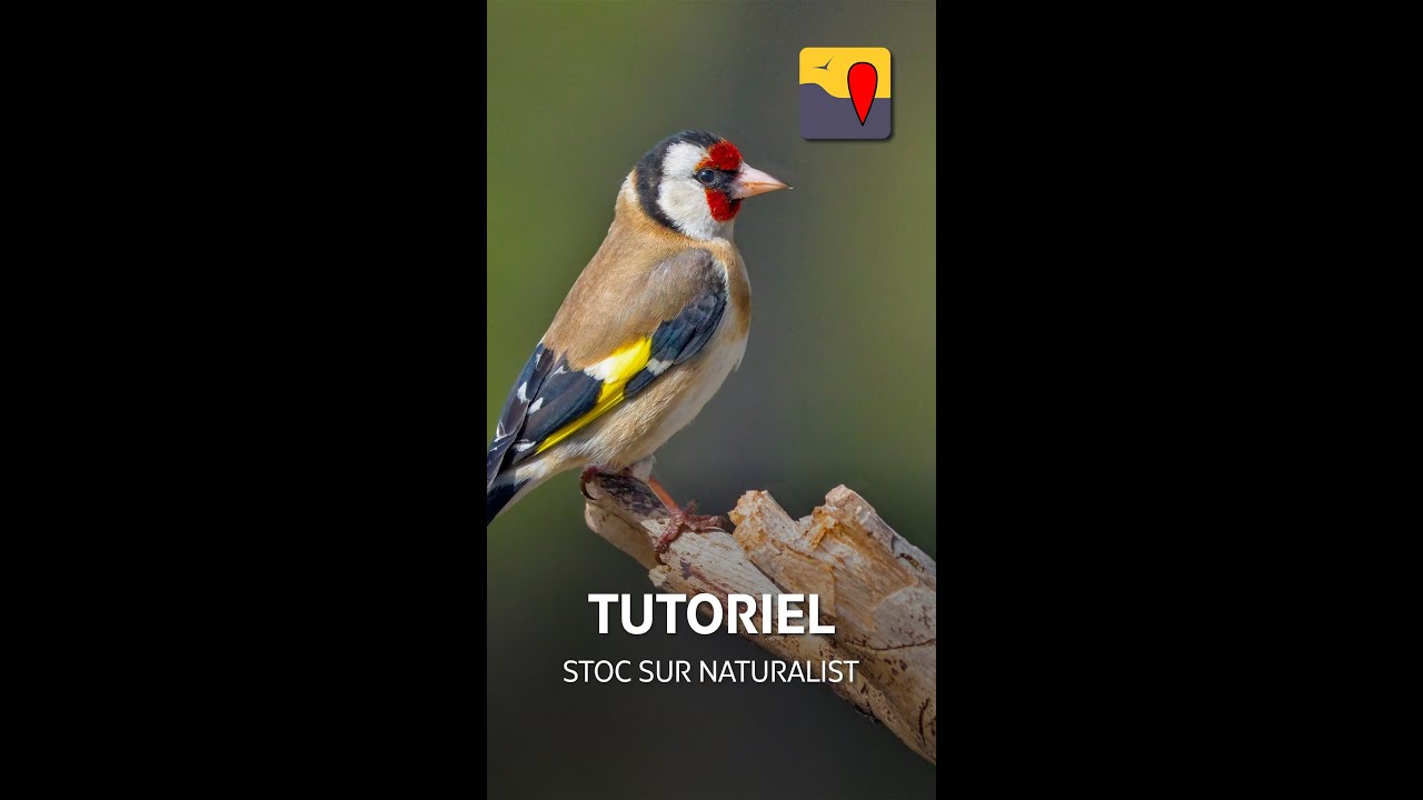 Tutoriel STOC sur NaturaList – (pour Android uniquement)