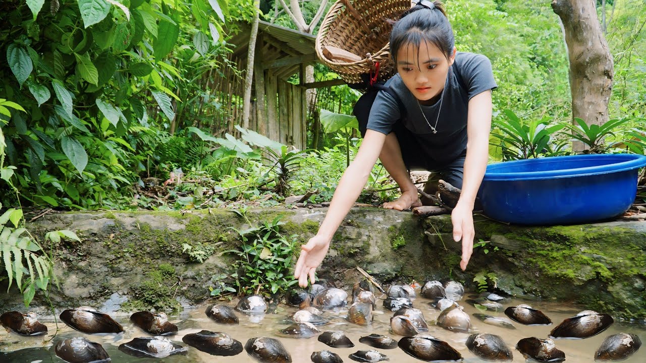 Harvest Chai Chai along natural streams, during flood season