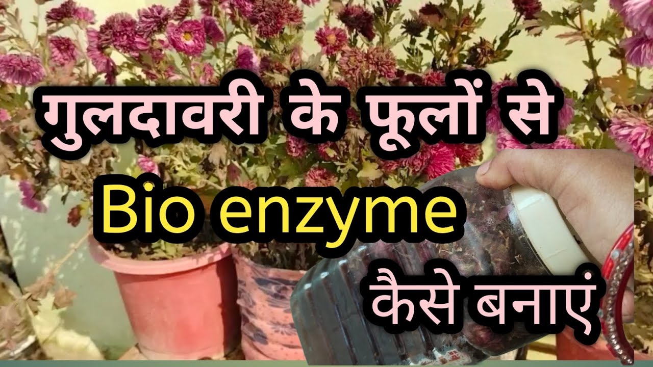 How to make bioenzyme from chrysanthemum flowers.