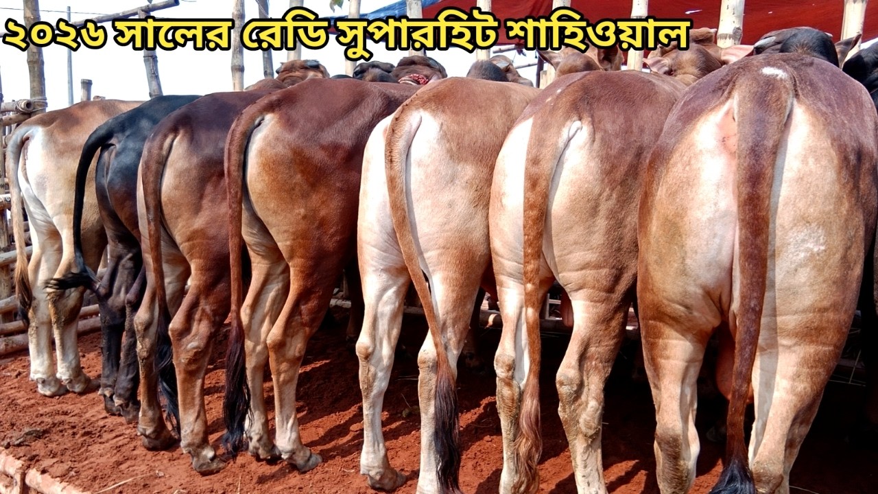 রাজশাহী সিটি হাট আপডেট।। বিগ বিগ শাহিওয়াল কালেকশান ।। ২২/০২/২০২৬