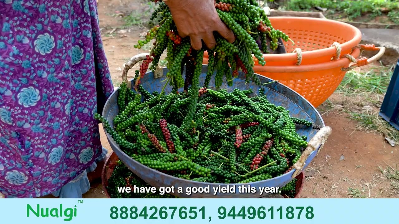 Nualgi Pepper WITH TRANS