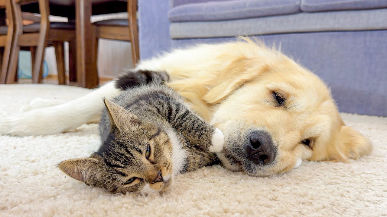 Golden Retriever and Kitten Share the Sweetest Bond Ever!!