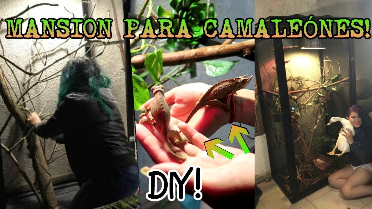 CONSTRUÍ UNA MANSIÓN PARA MI CAMALEON! (construcción completa) DIY