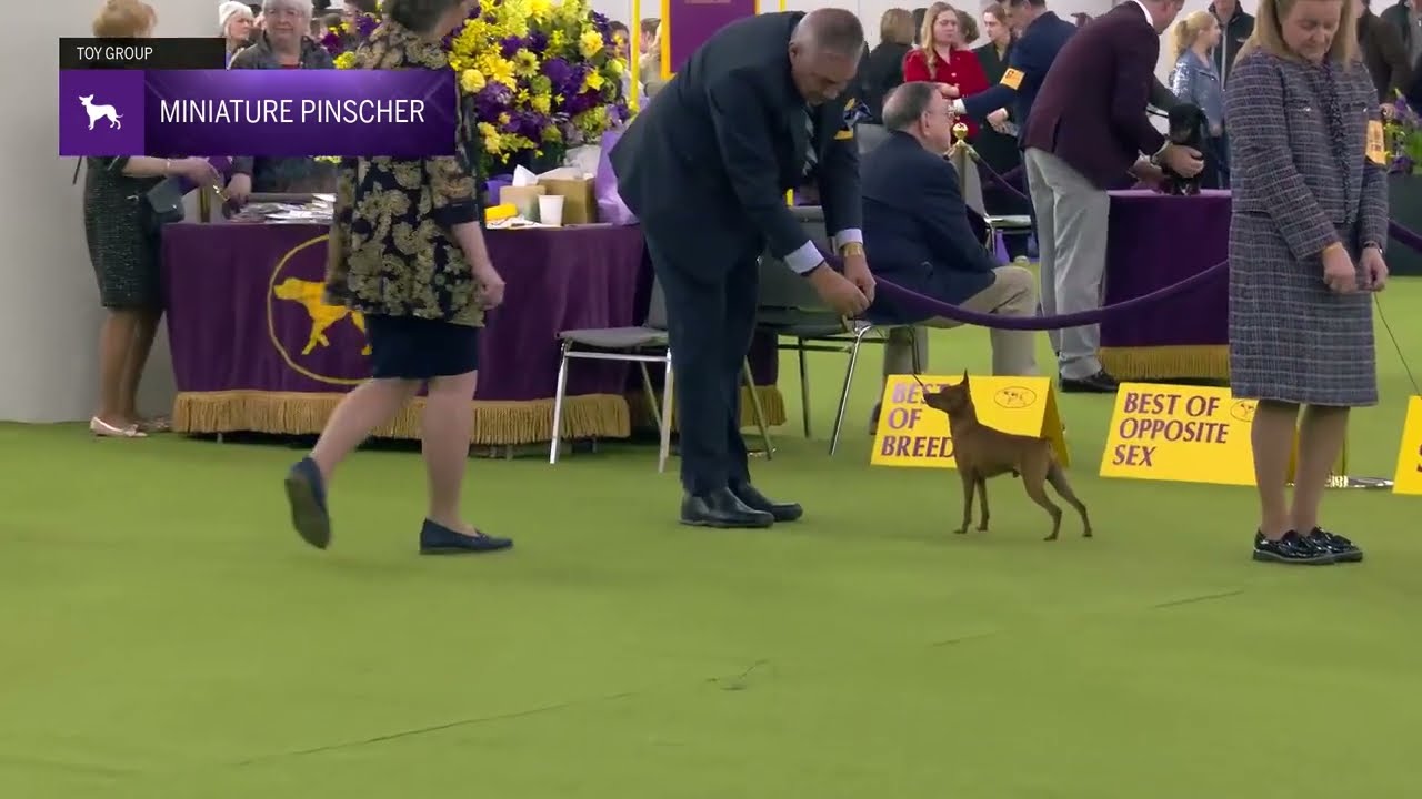 Miniature Pinschers | Breed Judging 2025