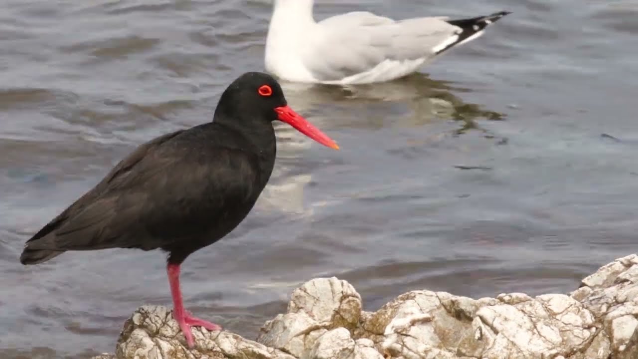 OVERBERG BIRDING.  Stanford Bird Club in the Gansbaai Region