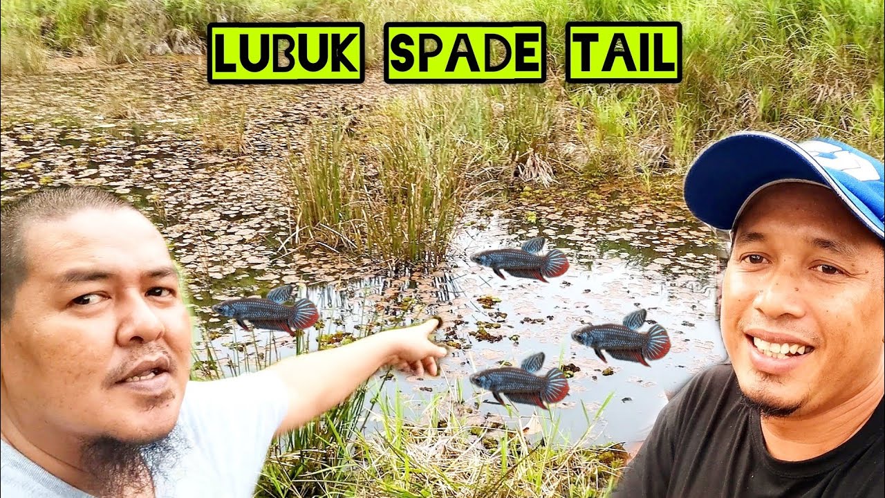 Sauk Ikan Laga Bersama Atok//imbellis spade tail//ikan laga kampung.
