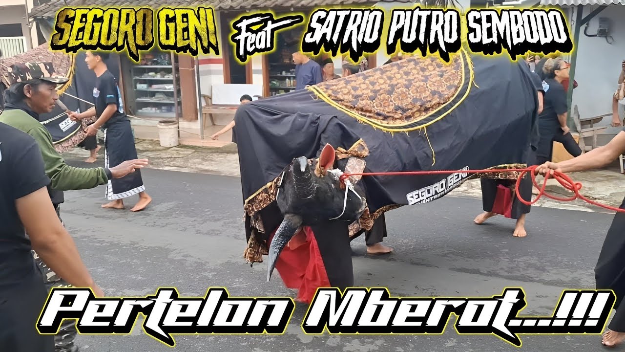 SEGORO GENI feat SATRIO PUTRO SEMBODO || PERTELON MBEROOT BRINGAS || BANTENG MENGAMUK TAK TERKENDALI