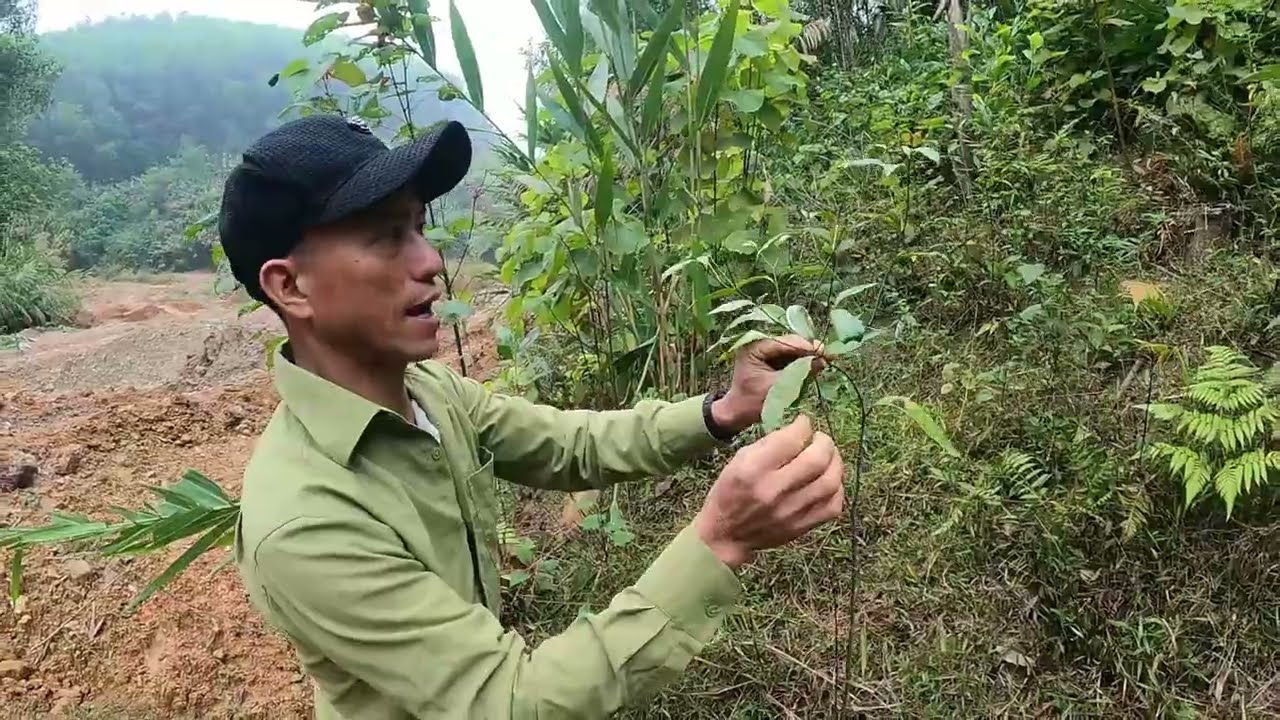 cây thuốc chữa sâu răng cực tốt