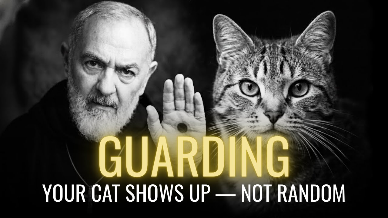 PADRE PIO REVEALS: 3 Signs Your Cat Shows Up When Your Guardian Angel Is Near