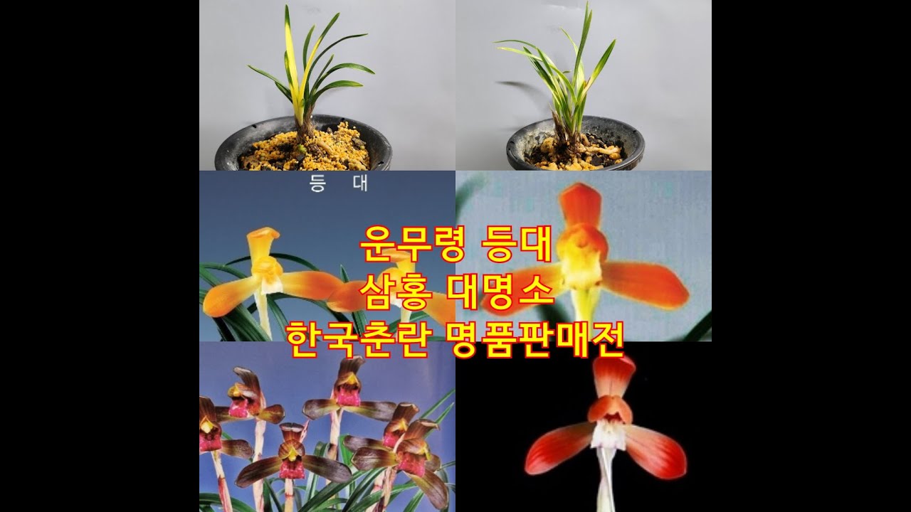 한국춘란 명품 운무령 등대 대명소 삼홍 너무나이쁜 난초들 특급판매전