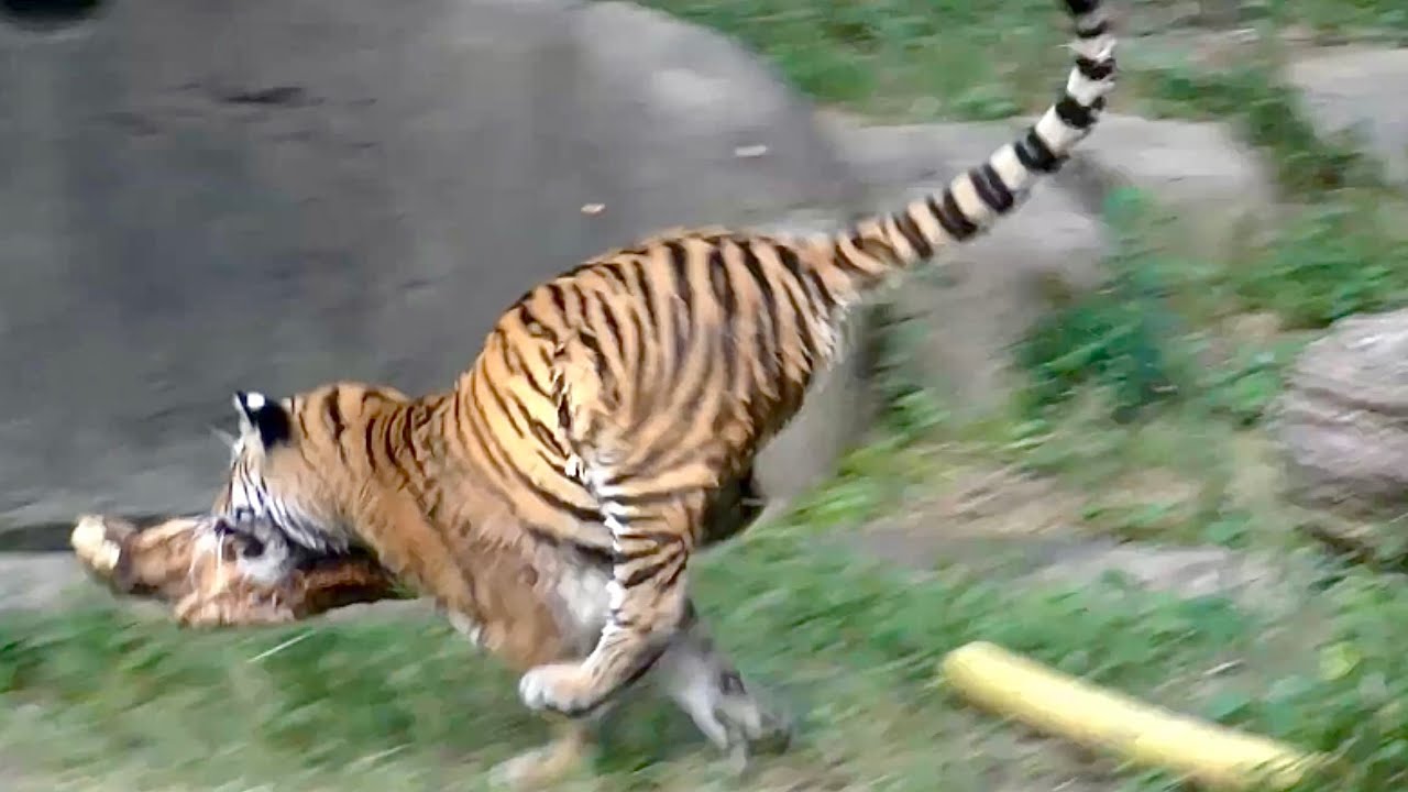 野生の本能が目覚める時　アムールトラ　サーシャちゃん　【浜松市動物園】Amur tiger Sasha-chan Hamamatsu Zoo