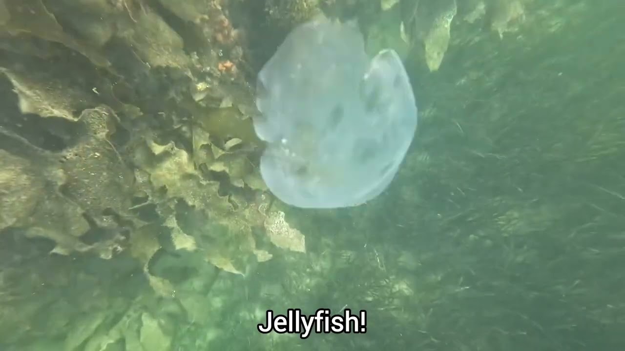 The Search for Mr Seahorse at Chowder Bay [Fun highlights]