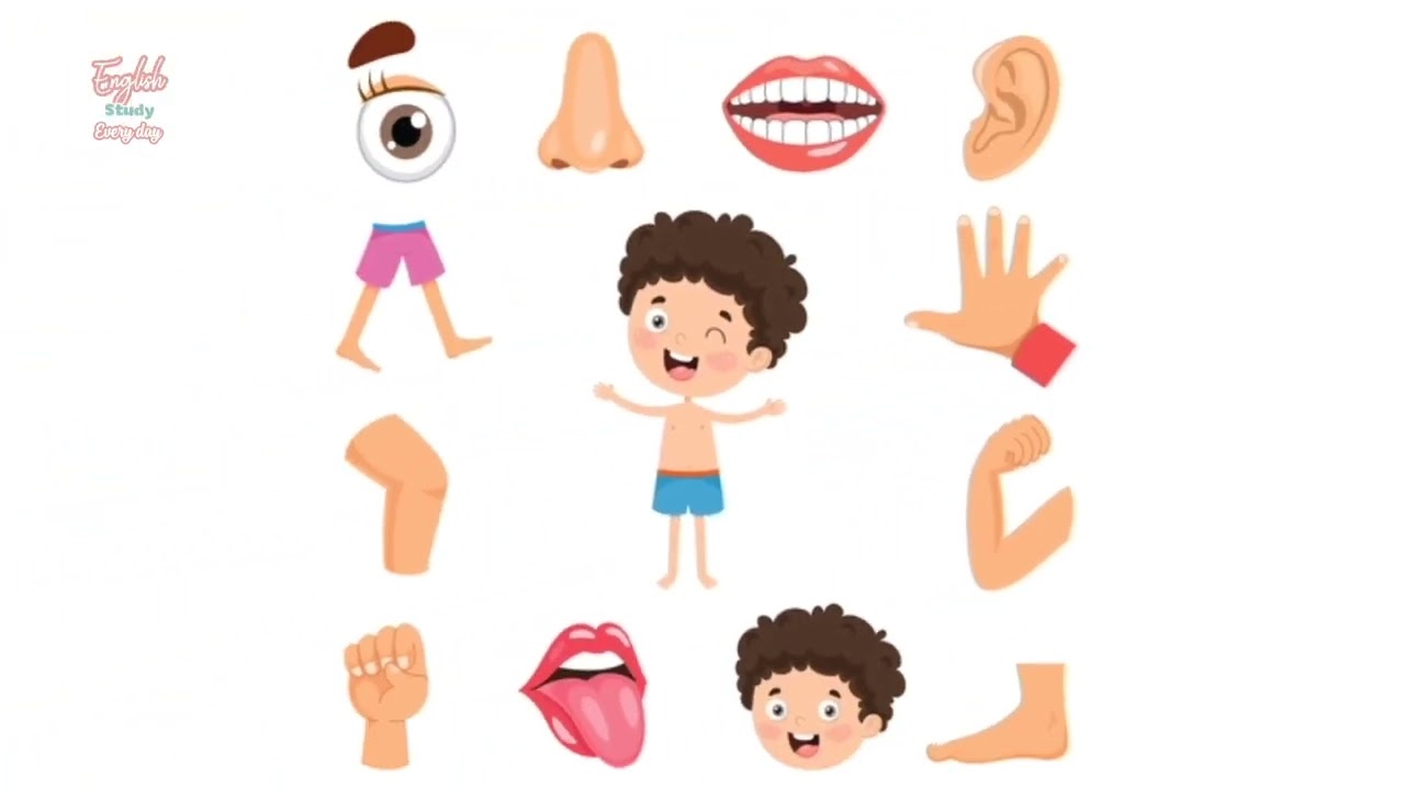 Parts of the body - My body vocabulary for kids - English for kids