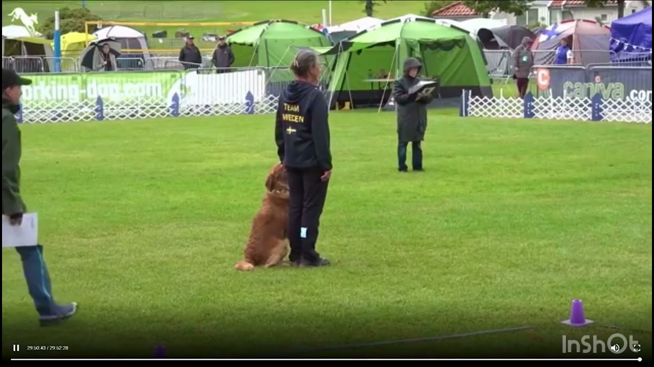 Tina Hansson, golden retriever Stjärnglimtens Onskade Jax. The 2025 FCI Obedience World Championship