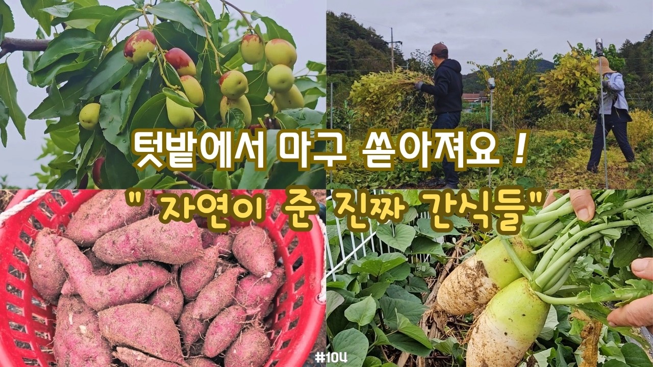 SUB)🍠텃밭에서 마구 쏟아져요! 자연이 준 진짜 간식들!  고구마 캐고, 대추 따고, 신고배 따고, 들깨 베는 시골생활 Vlog, 나리온 송풍기, 텃밭 간식 대잔치!
