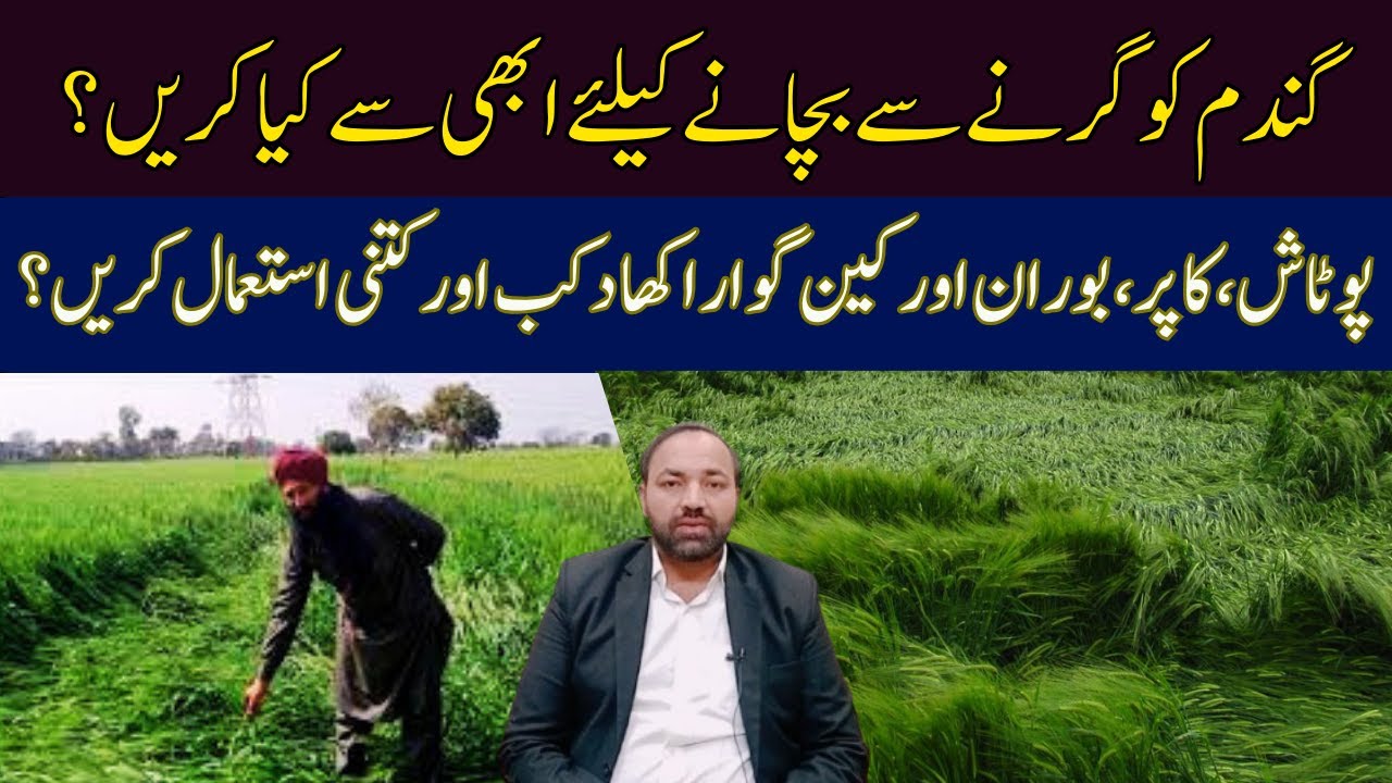 Balanced Fertilization to Prevent Wheat Lodging | Cyber Agri Extension |