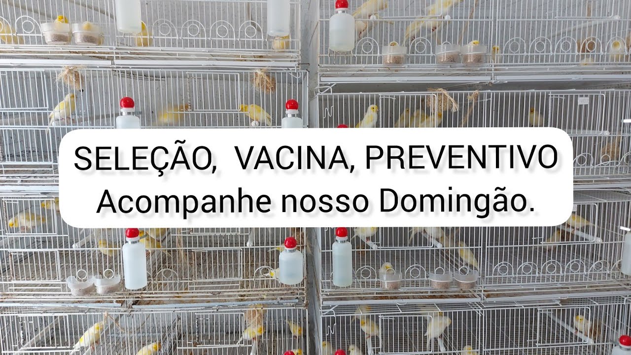 SELEÇÃO, VACINA, PREVENTIVO... ACOMPANHE NOSSO DOMINGÃO.