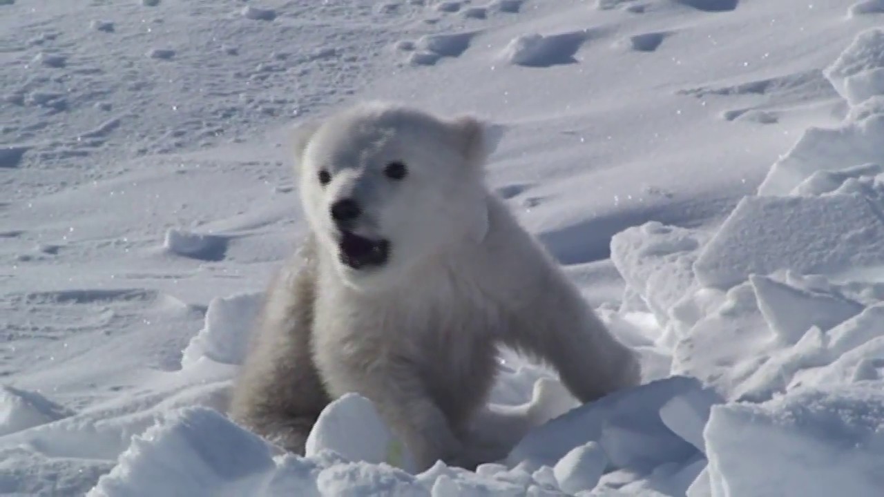 Polar BEAR UMKA